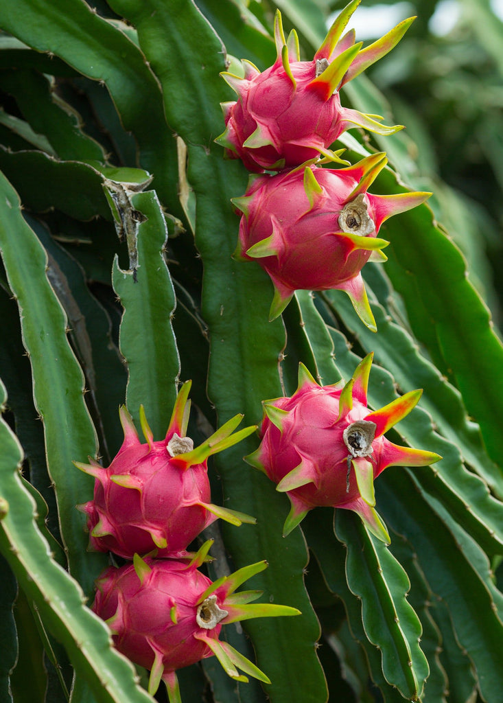 Dragon Fruit Cactus – Carlo's Plant Farm